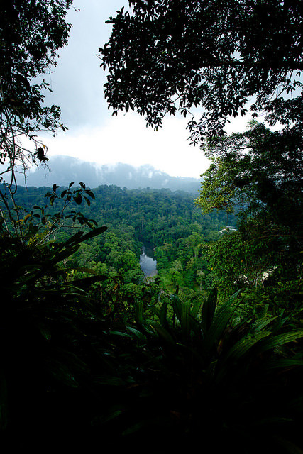 watvrfall:  Danum valley canopy walk | CIFOR