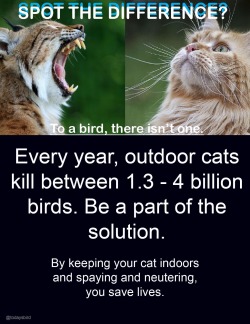 acti-veg:todaysbird:I know that often the blocks of text concerning outdoor cats can be a bit mind-numbing, so I made this. feel free to use it :)The statistic cited is an estimate from this 2013 study in Nature, for anyone interested.