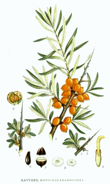 Hippophae rhamnoides, also known as common sea buckthorn is a species of flowering plant in the fami