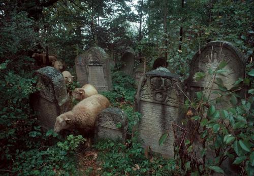 fuckingfreud:POLAND. Silesia region. Village of Lesko. 1981.Old Jewish cemeteryBruno Barbey.