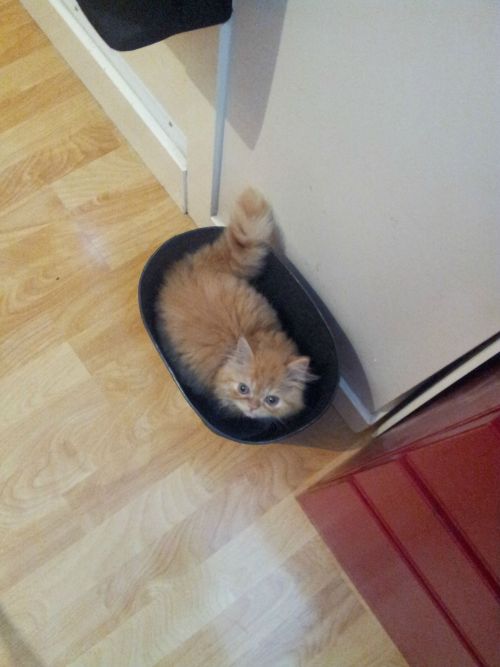 catsbeaversandducks:10 Cats That Woke Up Feeling Like Garbage “Look I just want to be alone for a wh