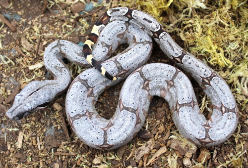 almightyshadowchan:The seven girls from my Aug 6th Silverback BCA litter.Short Tailed Boa / Boa c. a