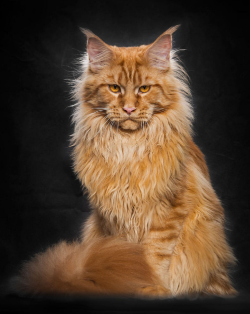 mercifulvoodoo: thevortexbloguk: Portraits of Maine Coon Cats Who Look Like Majestic Mythical Creatu