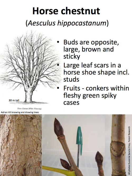 theleafguy: Tree Identification Guide Part 1 From “Identifying Broadleaved Trees in Winte