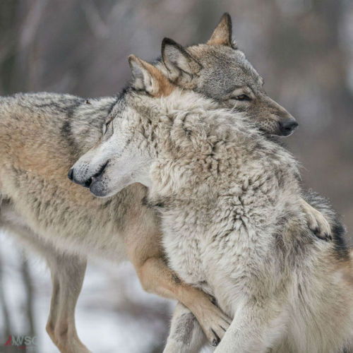 wolfscience:  Maikan and Etu, almost two years now.Pics by Rooobert Bayer