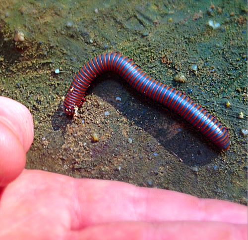 This is an American Giant Millipede (N. Americanus) at Old Man&rsquo;s Cave in Hocking Hills. Ph