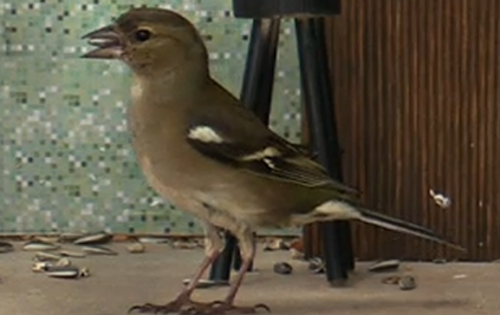 Chaffinch, male (the colorful one with the pink cheeks) and female (the plain one with the little br