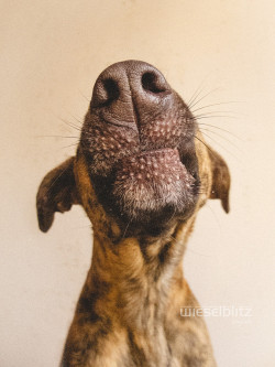 coffeenuts:  Kiss by Elke Vogelsang - http://ift.tt/1wUzUAQ