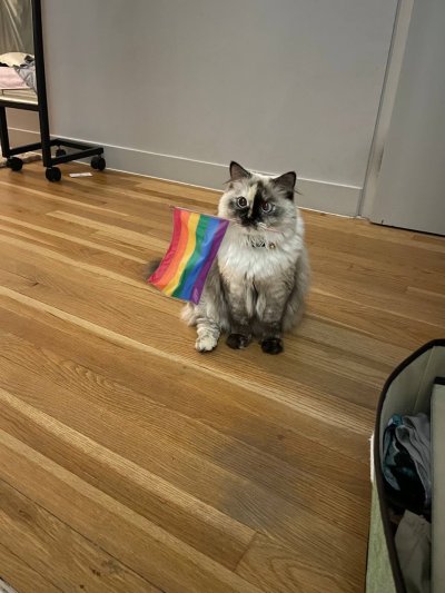 just-another-cat-blog:pride month!!!  porn pictures