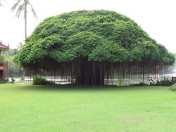 sixpenceee:  A banyan tree, native to India and part of the mulberry family, is an enormous tree with many uses and a vast history. Young plants put forth roots, which form secondary trunks to support the expansive limbs. These trunks send out more roots
