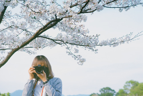 cherry blossoms