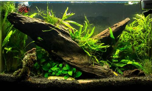 sollthebetta:(via Rescaped my Betta tank. Thought you guys might like it.)