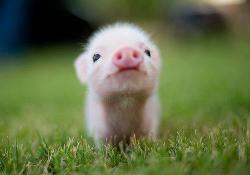 3cute4you:  Piglets are the cutest thing ever and they don’t get enough love