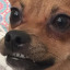 chubbagem