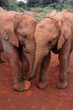 this-is-wild:  Two baby Elephants at an Elephant