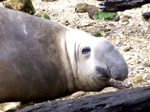 hungwy:  hungwy: i dont like it when elephant seals give me that look 