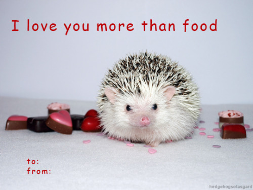 hedgehogsofasgard: Happy hedgehog Valentines!