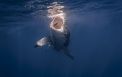 kingdomy:  George Probst - Great White Shark 
