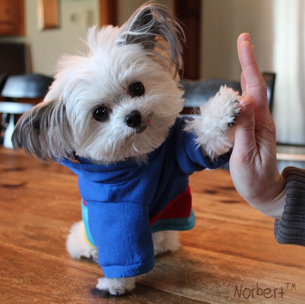 nikk-elli:  catsbeaversandducks:  This guy gives the coolest high-fives EVER. Photos