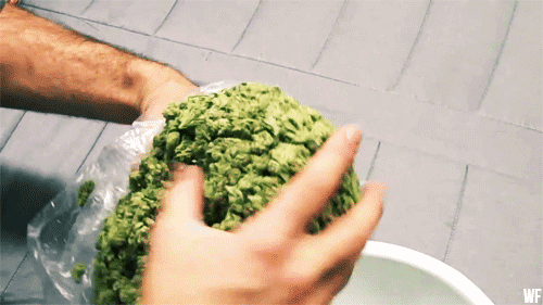 canabuddys:Now That’s Some Greenery!