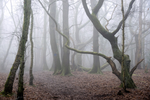 Highwoods SSSI by Malcolm Browne