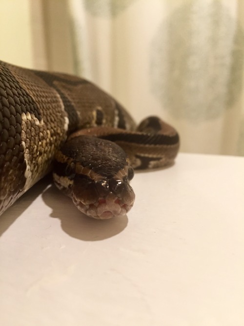 astrobi:Asha being silly on my shelf in the bathroom
