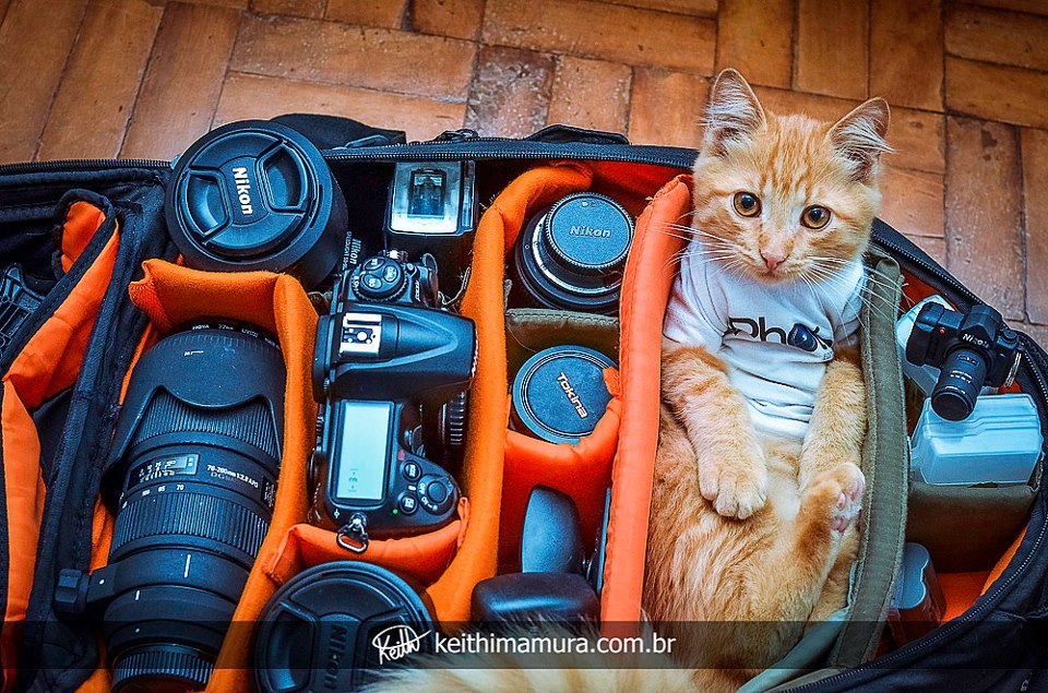 catsbeaversandducks:  “I always wanted to be a professional photographer.” -