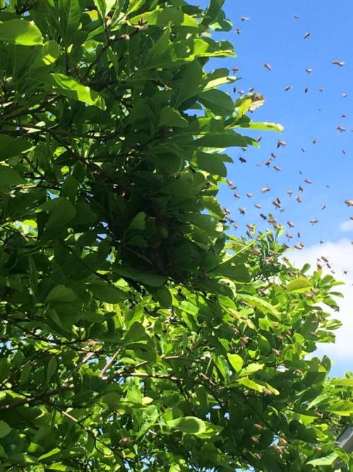 citadelbloodbeard:  While we’re on the subject of honeybees, I was recently visited by a swarm!I came home Tuesday to find a huge cloud of bees all around a magnolia tree by the garage. In less than an hour, they coalesced into a tight ball of bees