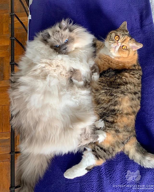 catsofinstagram:  From @tinaf78: “Cuddling with Bae 🤗” #catsofinstagram #twitterweek