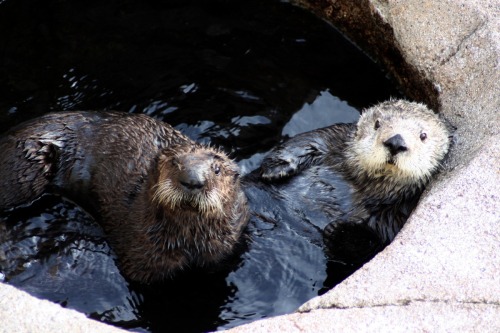 tamorapierce:montereybayaquarium:Otter Pup on Exhibit!Cuteness alert! A rescued male sea otter pup w
