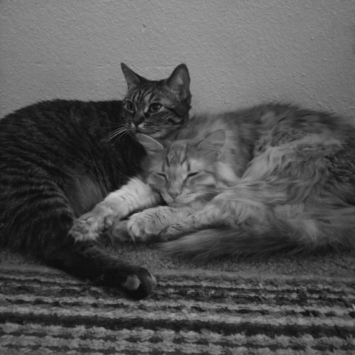 derpycats:  Bff’s:)