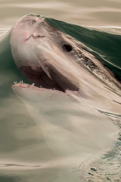 disgustinganimals:sixpenceee:  This is a perfectly timed photo illustrating the surface tension of water.  Thank you for teaching us about Newtonian fluid mechanics, shark dude. Very educational.