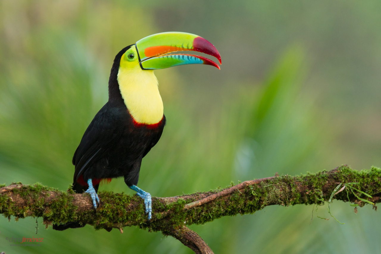 Keel billed toucan