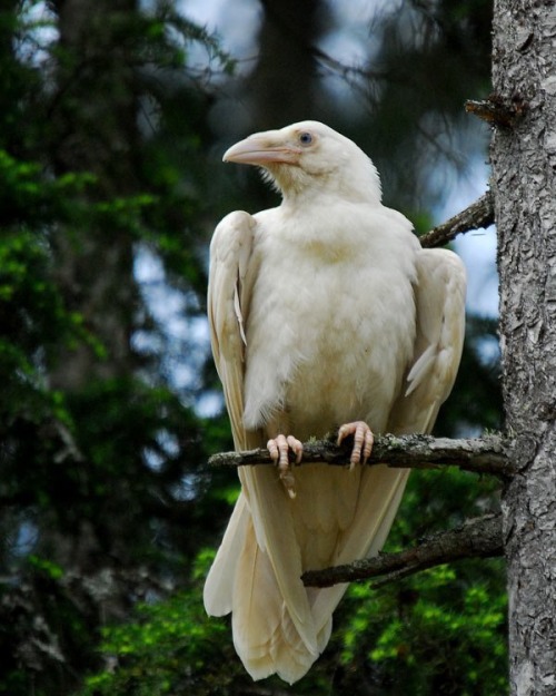 paganalia: The white ravens of Qualicum Beach, Vancouver Island in British Columbia, Canada. Photogr