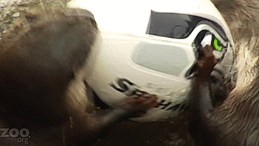 dbvictoria:  Even the otters at the Woodland Park Zoo are going Superbowl crazy.(x)