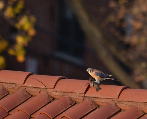 fresh on Flickr. Sparrows beware!!