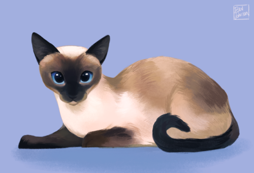 mostlycatsmostly:  bevsi: cats bevsi: cats 