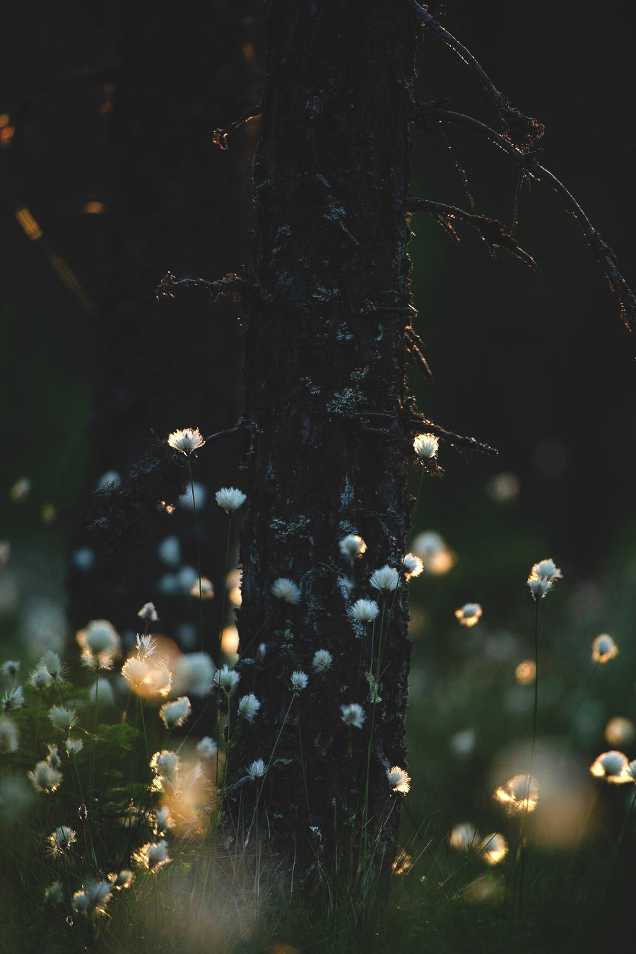 lsleofskye:  Summersnow - Collection | life.by.linusLocation:  Småland, Sweden