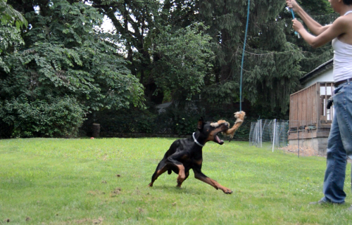 cynological:doberbutts:“What’s it like living with a doberman bred to work?”This face. At all times.