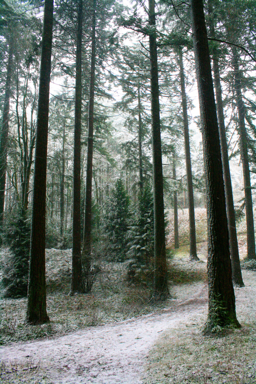 quiet-nymph:Pacific Northwest photography by Michelle N.W.☼Print Shop☼ ☼Blog☼☼ Please do not remove 