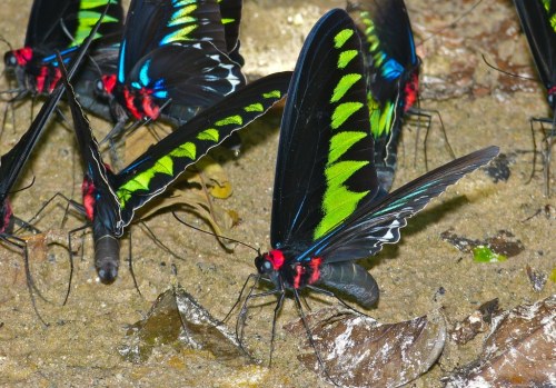 onenicebugperday: Rajah Brooke’s Birdwing ButterfliesTrogonoptera brookiana albescensSpotted i