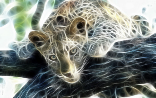 Animals Drawn With Light.