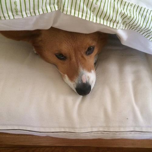 No&hellip;y u leave me 4 werk? U stay and play. #pityme #sadpuppy #corgisofinstagram #dog #corgi