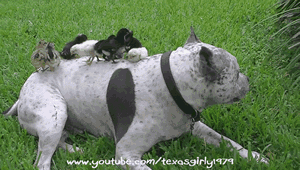 tenaflyviper:  Oh my god, what a vicious animal. Look at it brutally and savagely