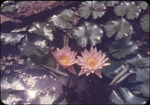 twoseparatecoursesmeet:Water Lilies, 1950sHarold Reeder