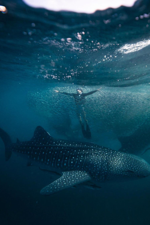 lsleofskye:Borneo | josiahwg