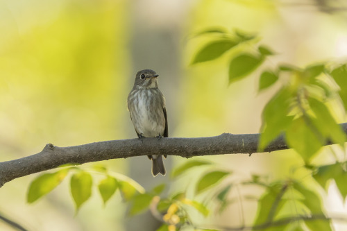 サメビタキ（Dark-sided Flycatcher）?