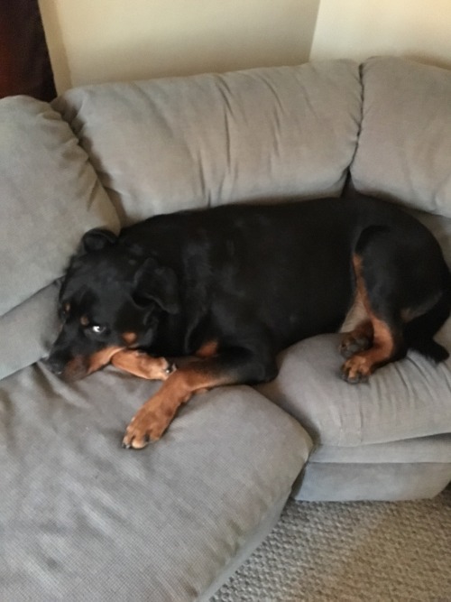 He gets so sad that I can’t take him to work with me