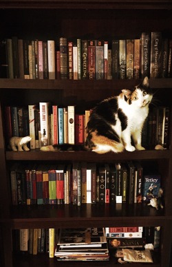 sarahlmorin:  My cat likes books as much as me…=^.^= 