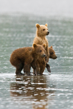 saveme-amazeme:     Bears!